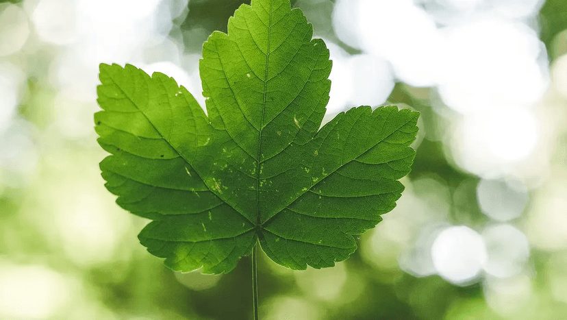 yep-academy-about-program-section