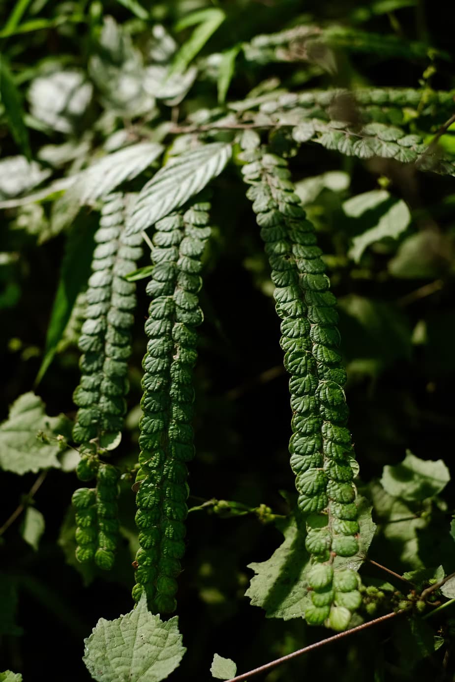 Making Space for the Wild in Southeast Asia