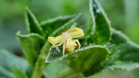 Information Session - The Nature Praxis: Ecotherapy Facilitation Essentials