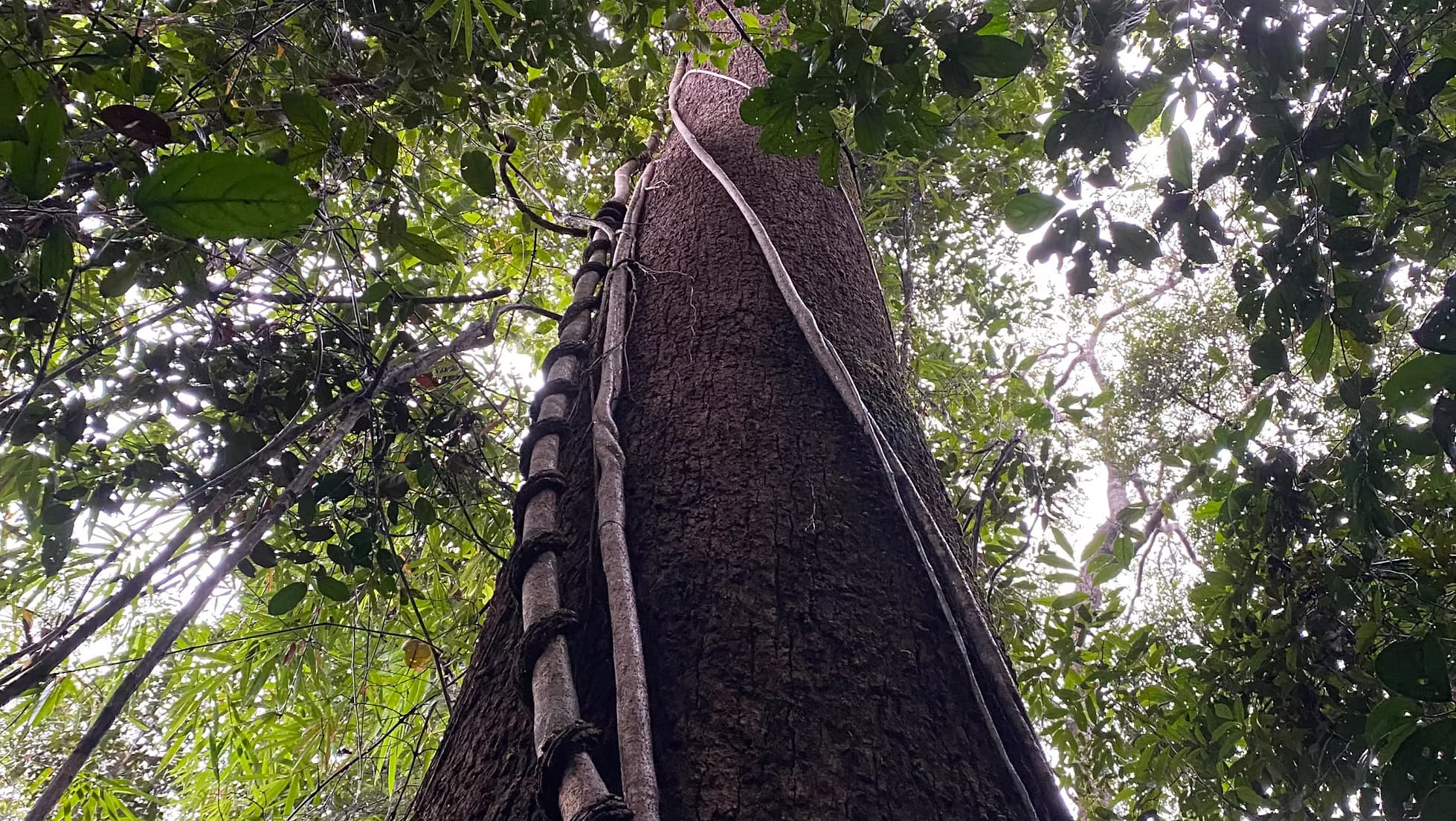 The Spirit of the Forest